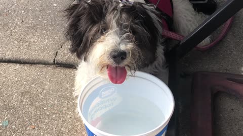 Cutest puppy ever is enjoying the dog days of summer in May!