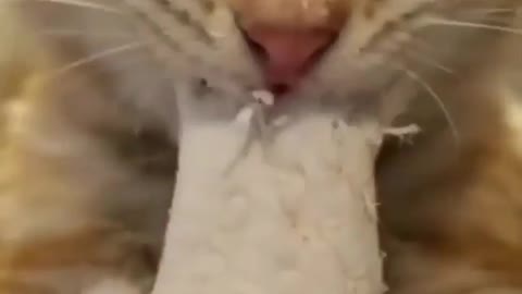 A cat eats a sandwich