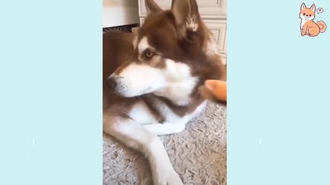 smart cute dogs compilation