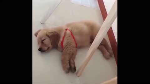 Cute Golden Retreiver puppie sleeping