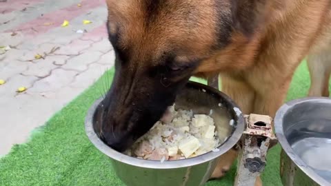 Best Home Made Veg Diet for Dogs | Healthy Dog Food recipe