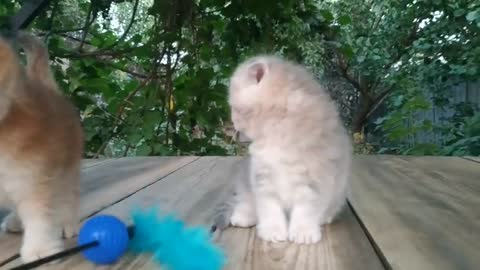 Three little Teddy kittens | Cutest Baby British kittens