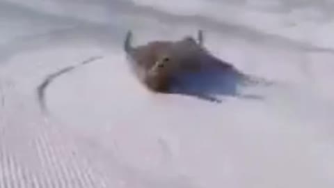 Dog Gliding on the Snow