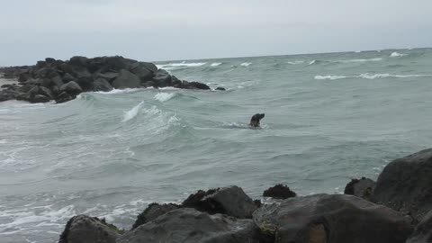 dog belgian shepherd dog dog water police dog