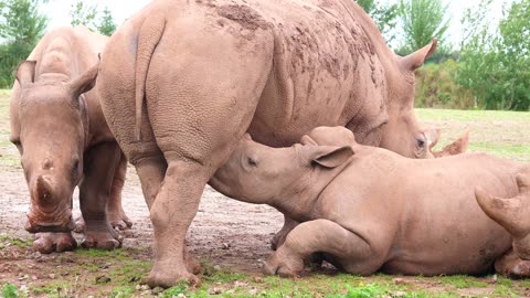 Baby Rhino's First Steps