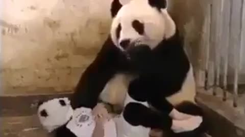 panda funy