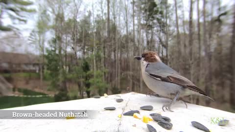 Brown Headed Nuthatch - House Finch