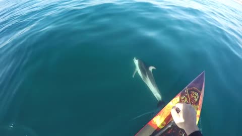 Haciendo paddleboard con una amigable manada de delfines
