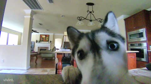 Husky notices hidden camera, avoids making mess in kitchen