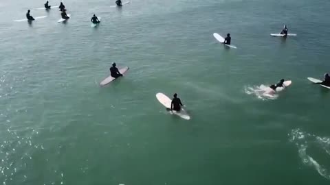 Baleias e surfistas