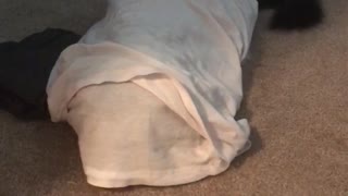 Dog hiding under blanket