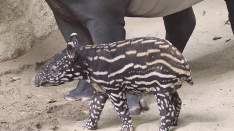 Tiny Tapir Tiptoe