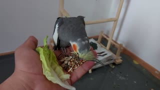 A wild cockatiel bird eats from my hand for the first time