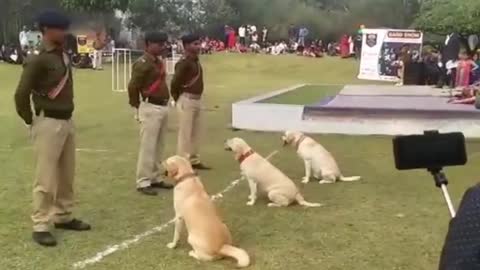 New video by Indian army dog training. Keep watching full video and support me.