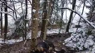 Determined German Shepherd rips down huge tree branch