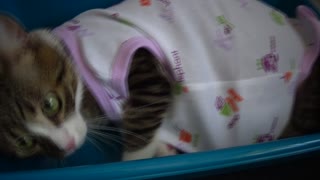 Funny Little Cat Manages to Undress Himself
