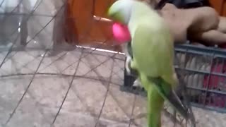 Parrot is climbing on a cage with a new toy so cuetly