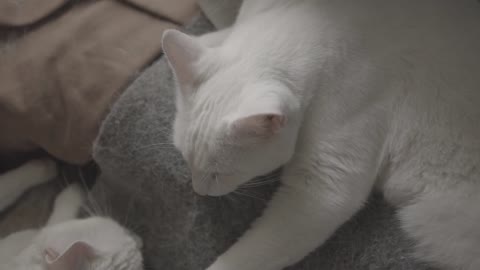 White Cat