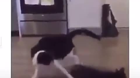 Very funny Cats fighting