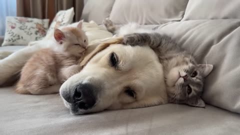 Poor Golden Retriever Can't Sleep Because of Annoying Kittens