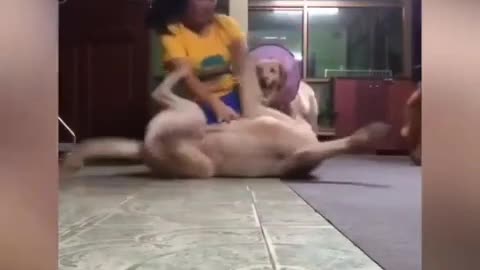 Funny moment cute dog refuses to let owner exercise