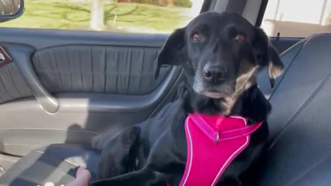 Dog saved from euthanasia must hold owner's hand