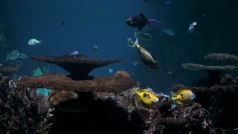 Different Kind Of Marine Life On Display In An Aquarium