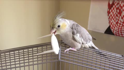 Does this cockatiel have paranormal powers?