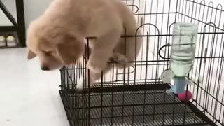 Cute dog trying to escape cage