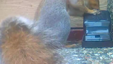 A Quickie Video of a Quickie Squirrel. A Tree Rat Plays with a Ground Rat Trap.