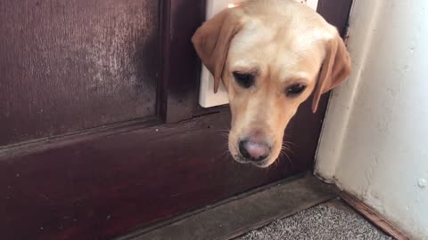 Labrador deja su cabeza trabada en puerta para gatos