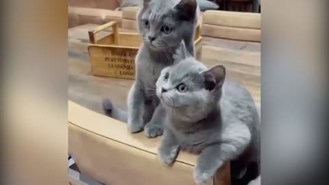 Cute kittens funny cat