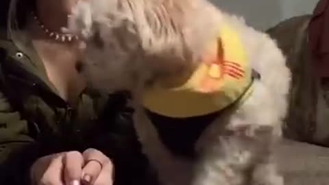 Call Your Dog's Name When They're Right Next To You 🐶 TikTok Compilation