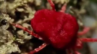 The Tiny Red Velvet Mite