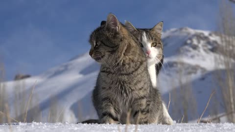 Cats are sitting in the snow