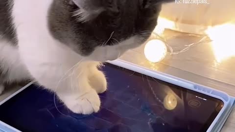 Cat playing videos games funny videos