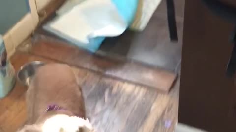 Brown dog pink collar chases blue ball runs wrong way