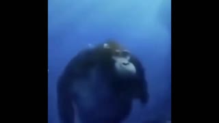 Monkey under water