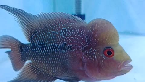 Beautiful flowerhorn fish