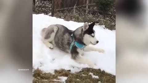 This husky loves snow so much he enjoys playing in the snow
