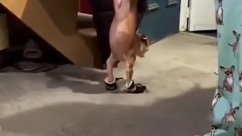 Dog is having trouble on his shoes 🤣