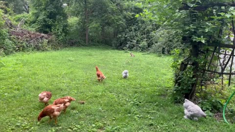 Warning... Trespassers will be set upon by Chickens...