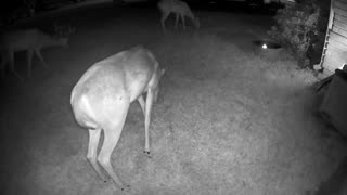 Whitetail deer in my Cypress (Houston) neighborhood 8/10/23 am
