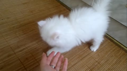 Adorable white Persian kitten meowing