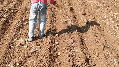 See A cute indian boy 😍😍 how to sowing potatoes