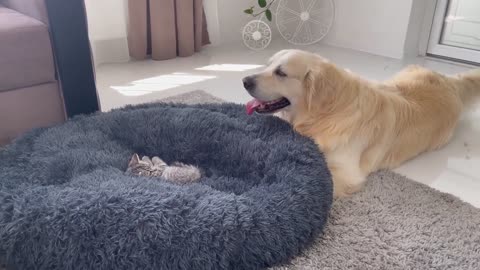 Golden Retriever Shocked by a Kitten occupying his bed!