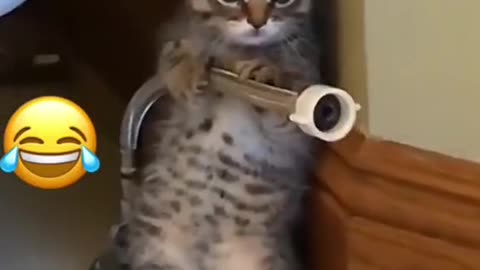 funny cat video