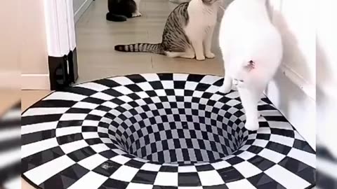 funny cat video/cat puzzle video