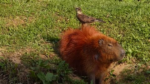 animals GAVIÃO NA CAPIVARA Brazilian fauna wild backwoods wild Brazilian Pantanal