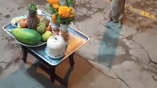 Pup Uses Paws to Ask for Food